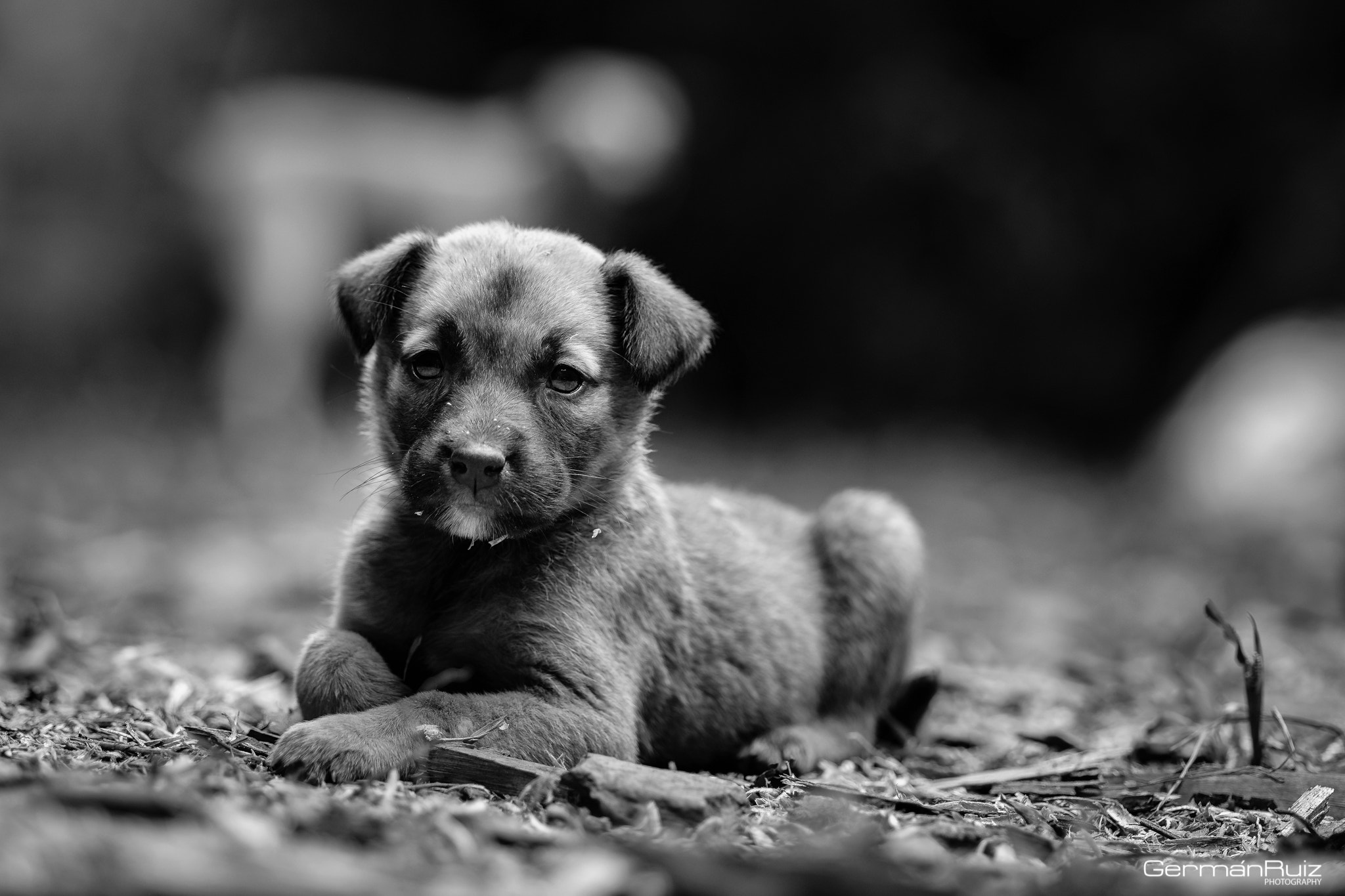 Fujifilm X-Pro2 + Fujifilm XF 90mm F2 R LM WR sample photo. Little puppy photography