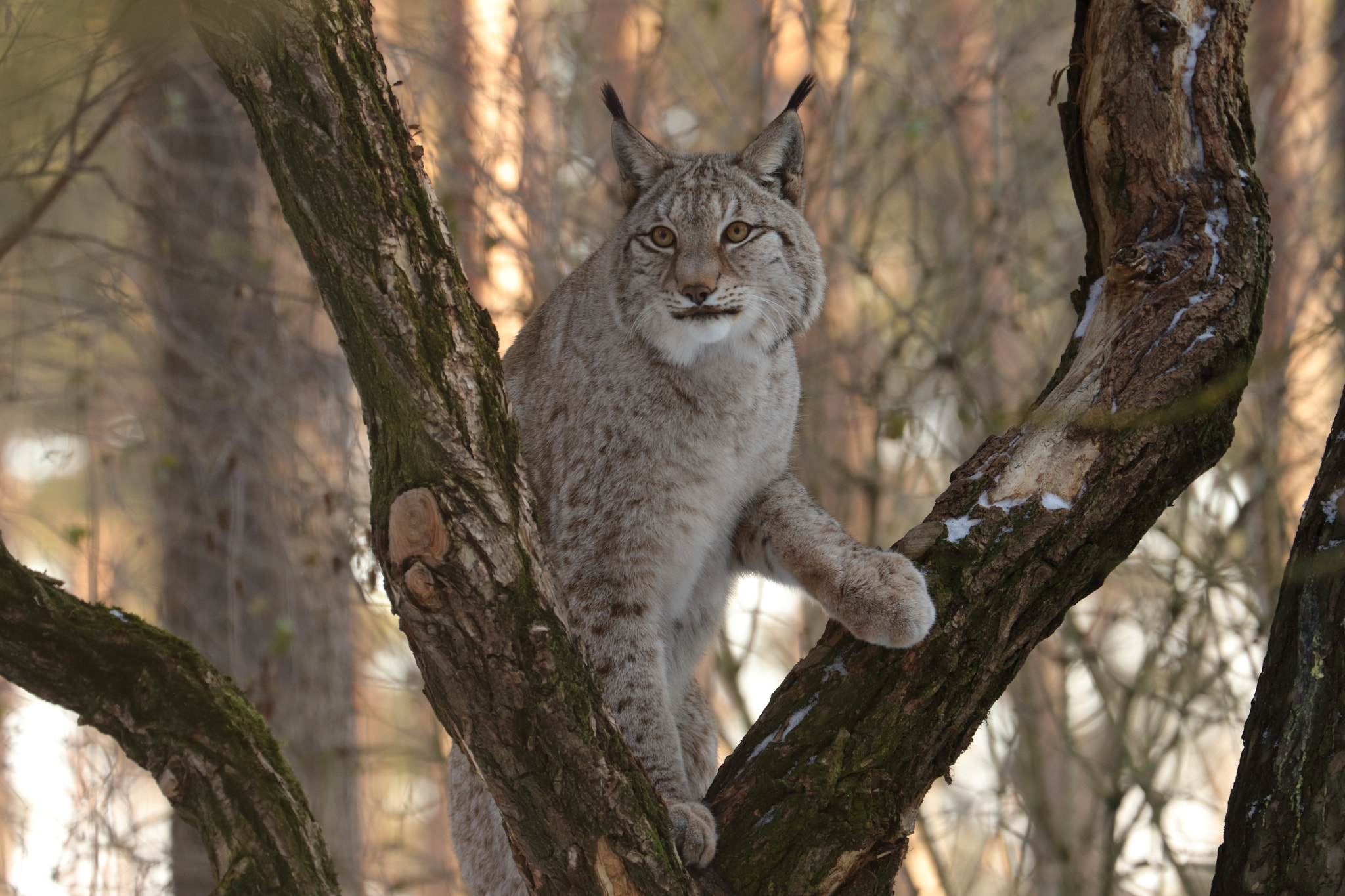 Canon EF 70-300mm F4-5.6L IS USM sample photo. Lynx photography