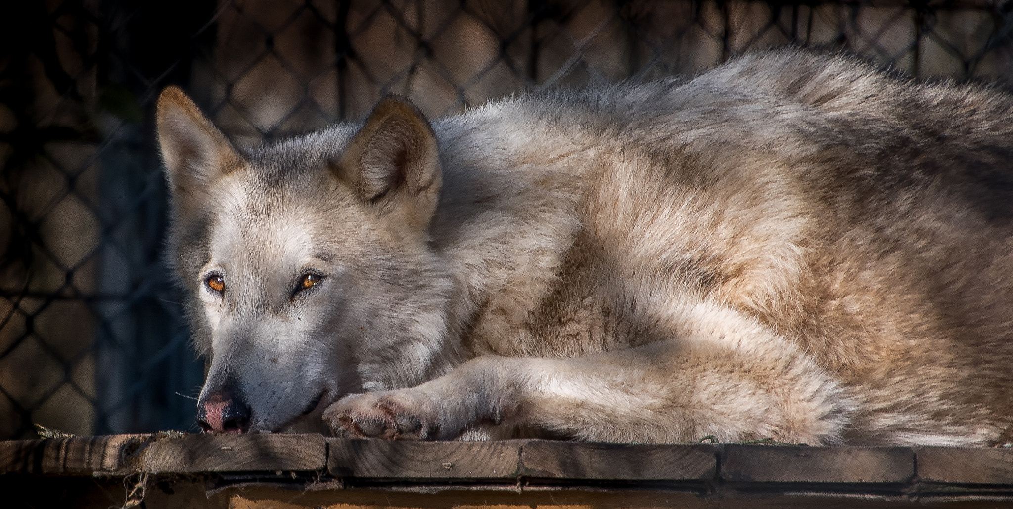 Nikon D500 sample photo. Wolves photography