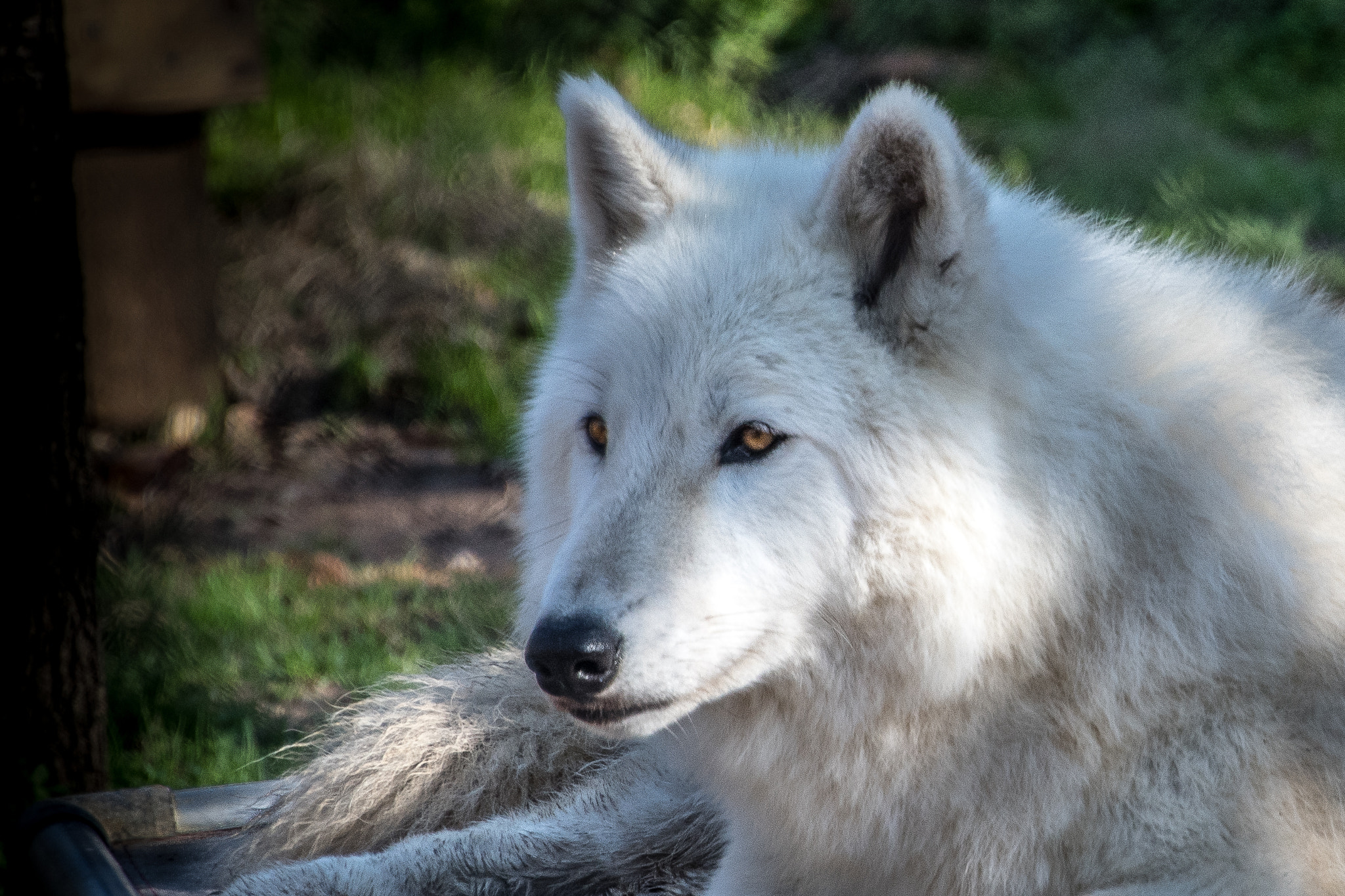 Nikon D500 sample photo. Wolves photography
