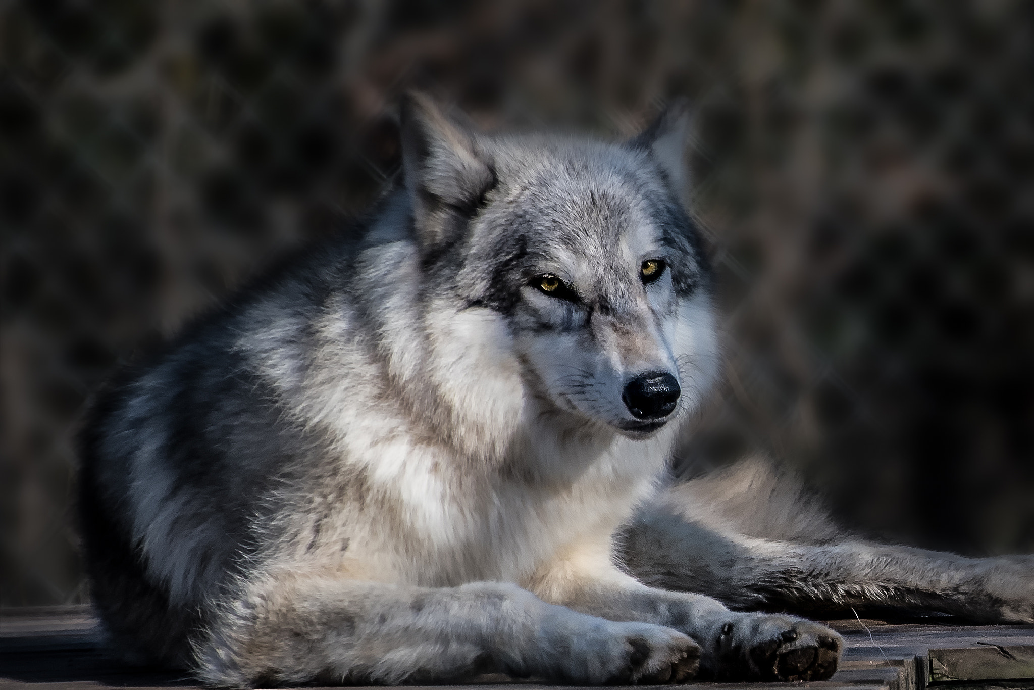 Nikon D500 sample photo. Wolves photography