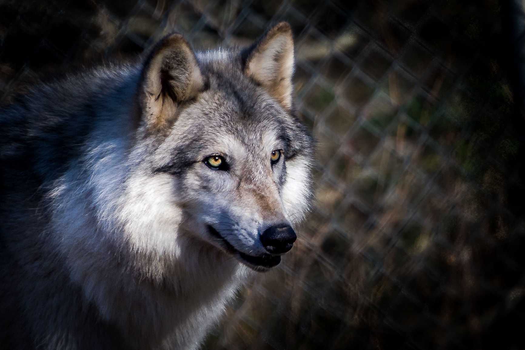 Nikon D500 sample photo. Wolves photography