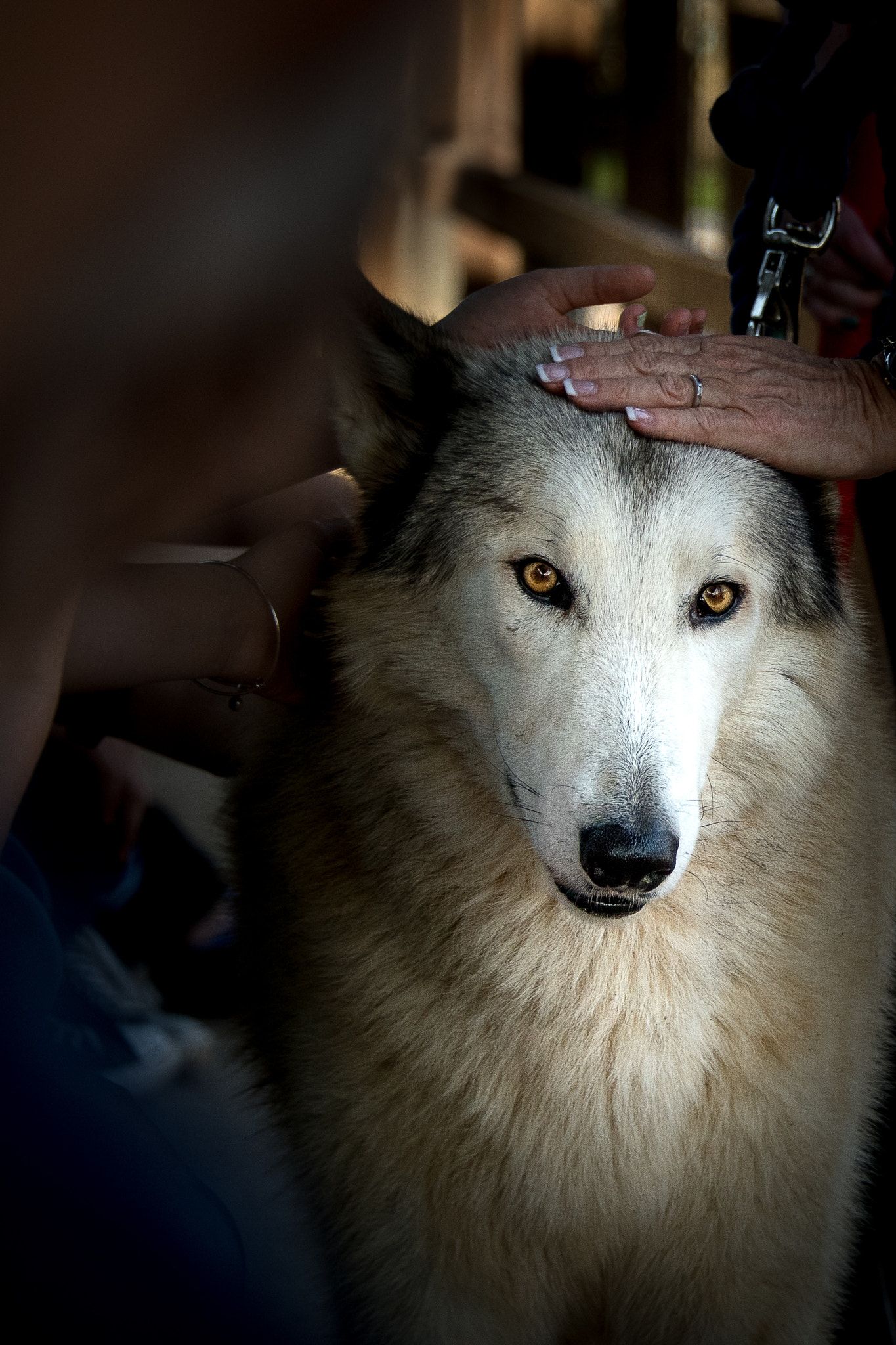 Nikon D500 sample photo. Wolves photography