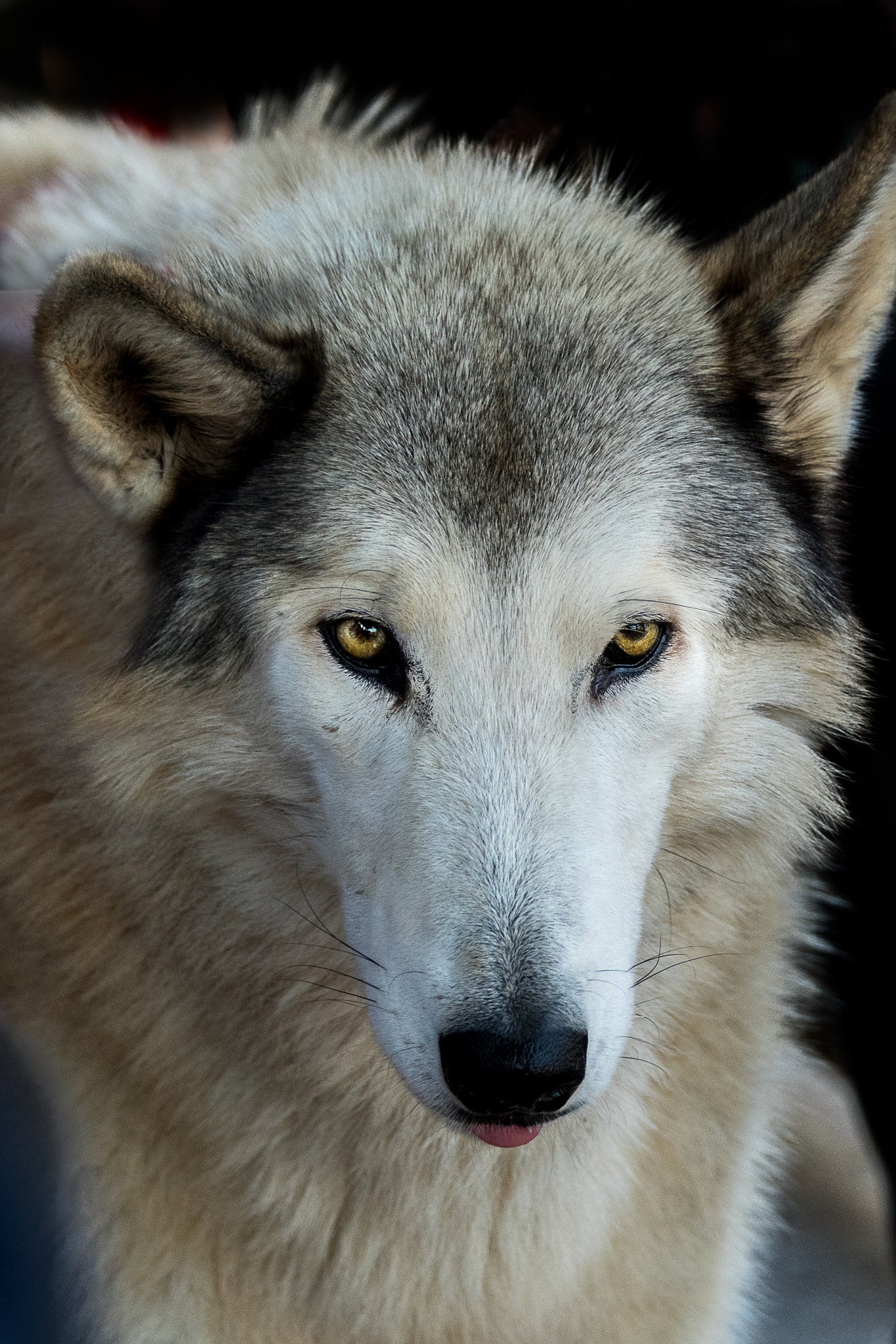 Nikon D500 sample photo. Wolves photography