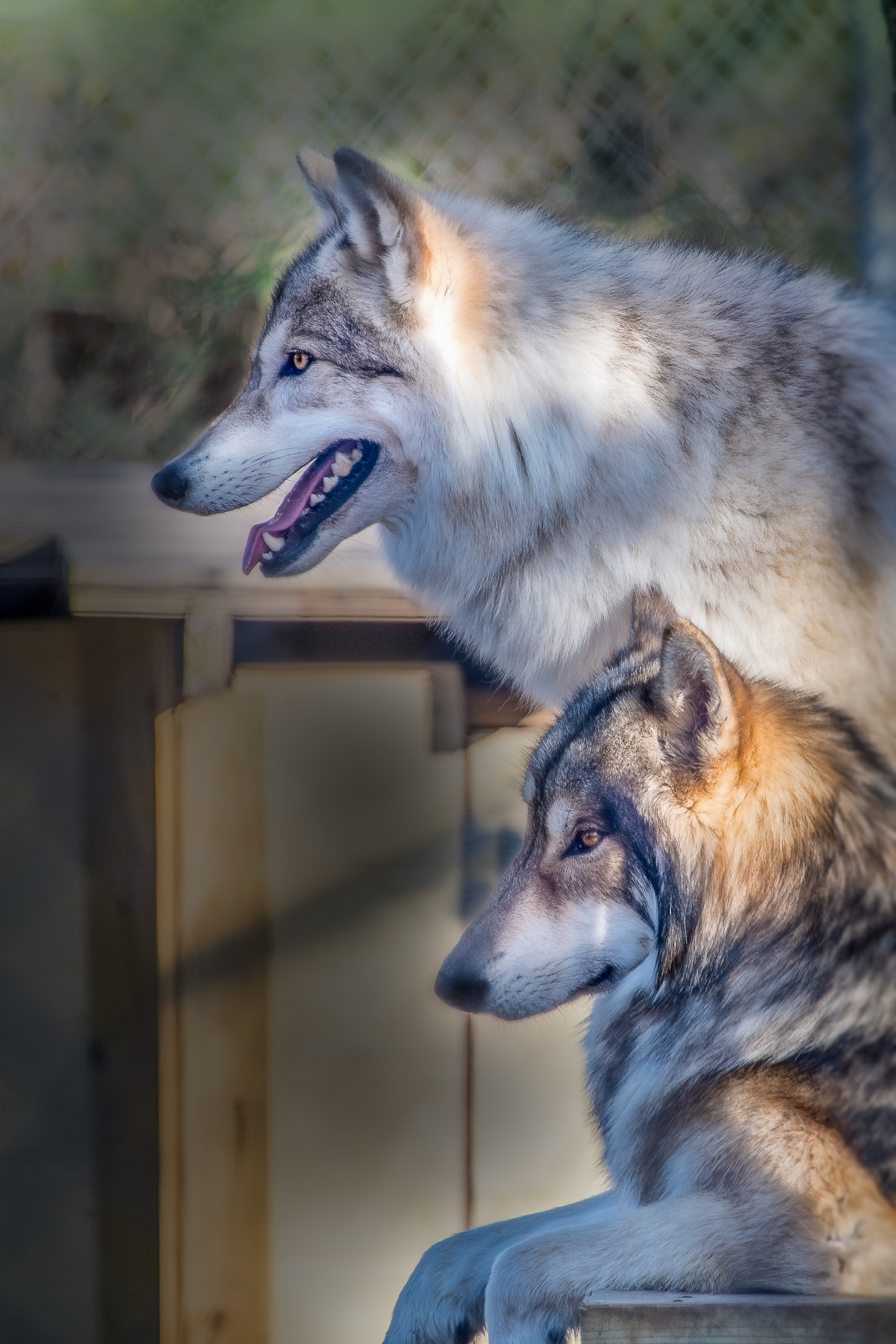 Nikon D500 sample photo. Wolves photography