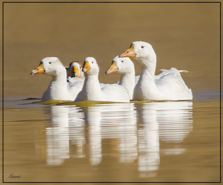 Nikon AF-S Nikkor 300mm F2.8G ED VR II sample photo. Ducks family photography