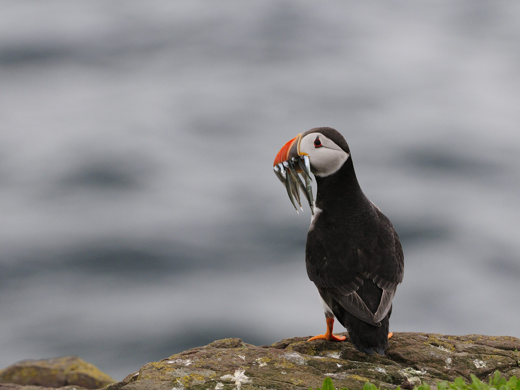 Nikon D300 + Nikon AF-S Nikkor 200-400mm F4G ED-IF VR sample photo. Puffin photography