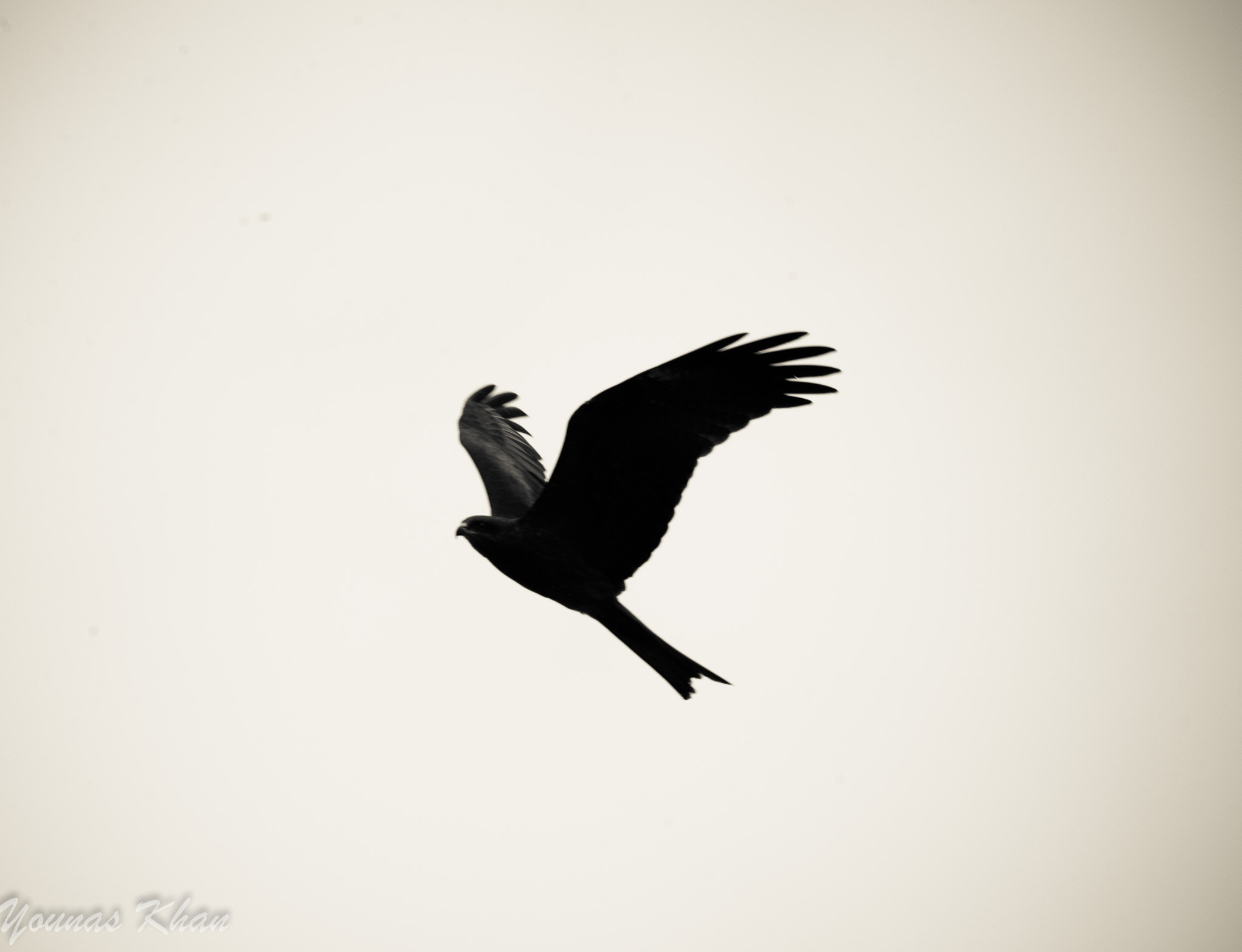 Nikon D610 sample photo. Black kite photography