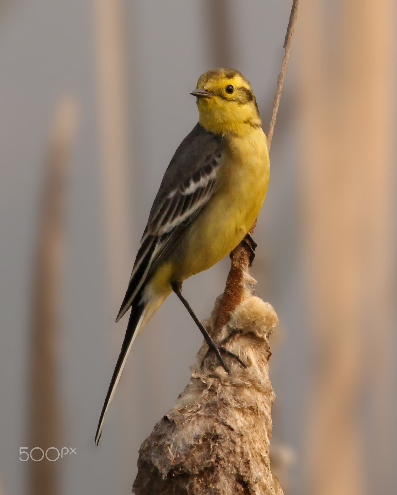 Canon EOS 60D + Sigma 150-600mm F5-6.3 DG OS HSM | C sample photo. Yellow wagtail photography