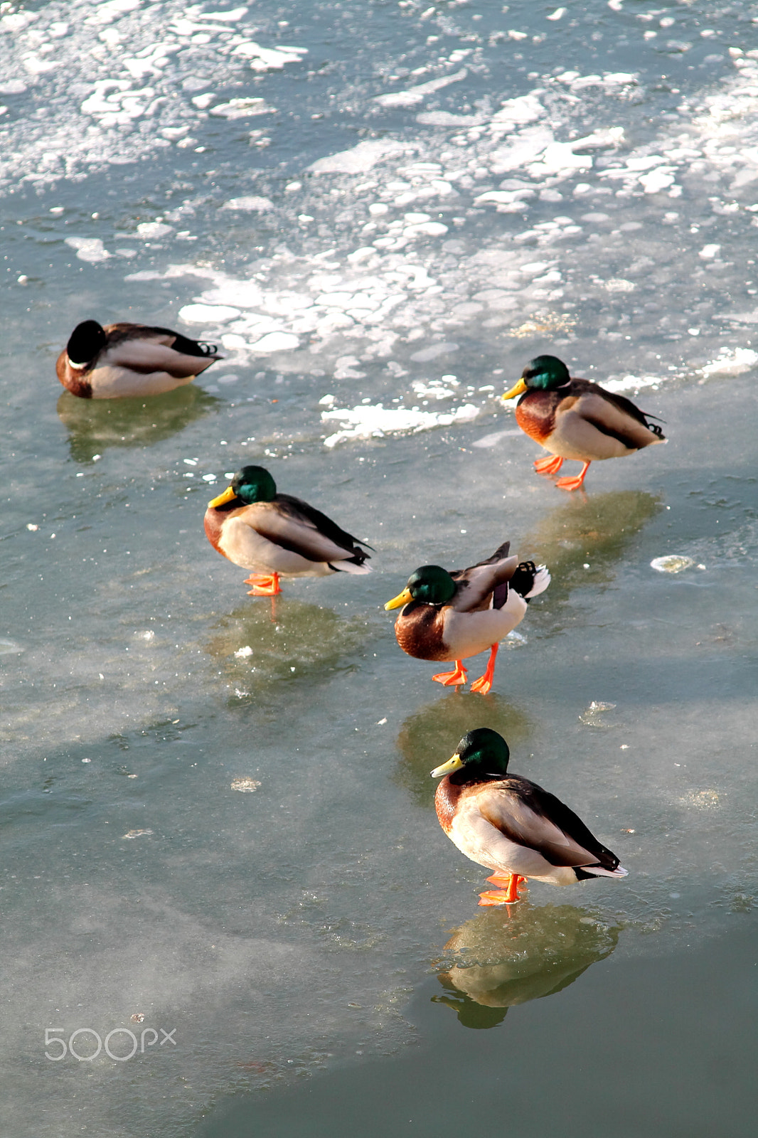 Canon EF 35-80mm f/4-5.6 sample photo. Mallards on ice photography