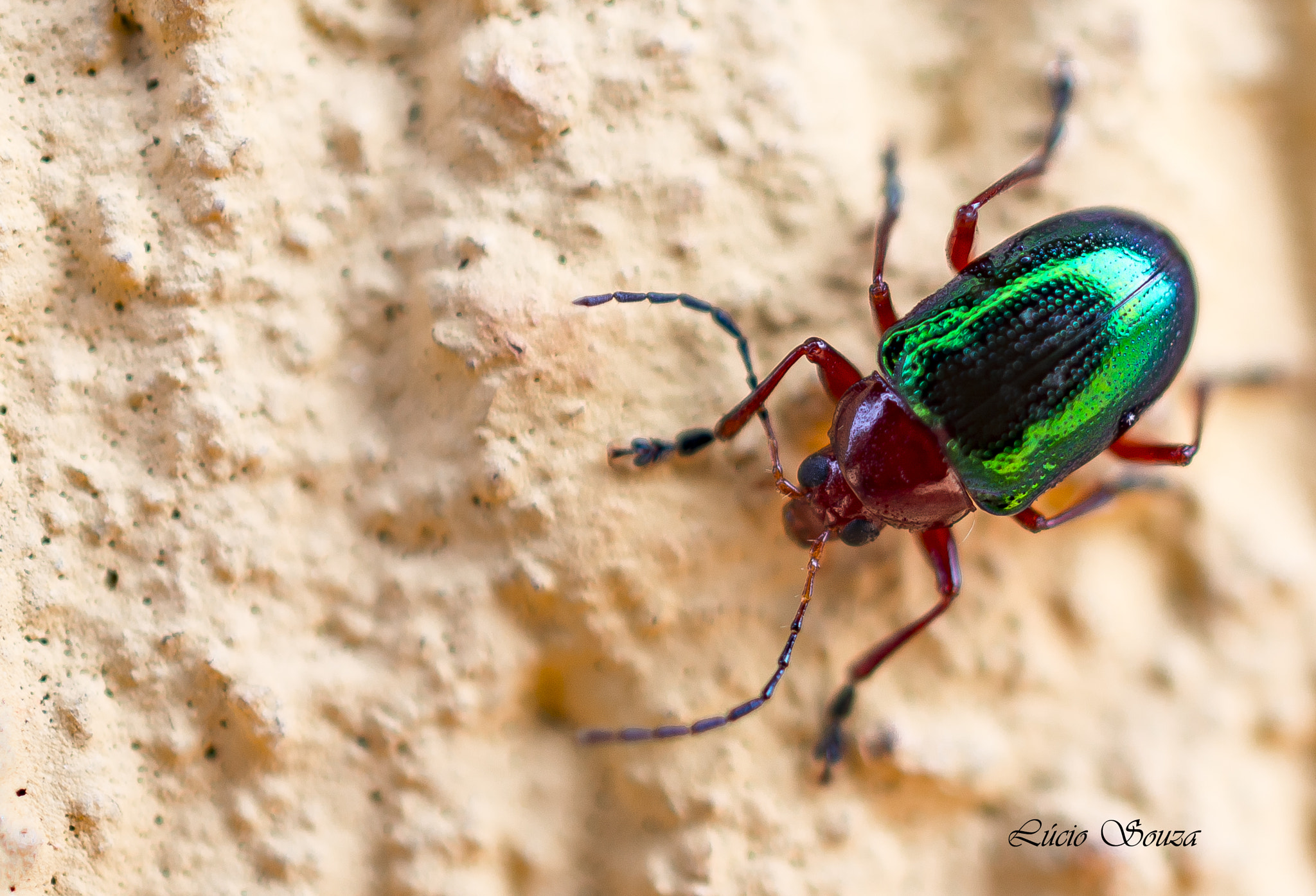Nikon AF-S DX Micro Nikkor 40mm F2.8 sample photo. Beetle photography