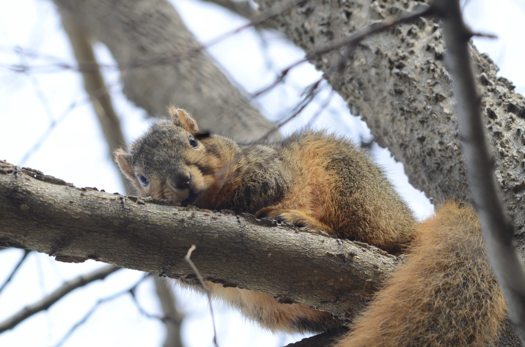 Manual Lens No CPU sample photo. Squirrel photography