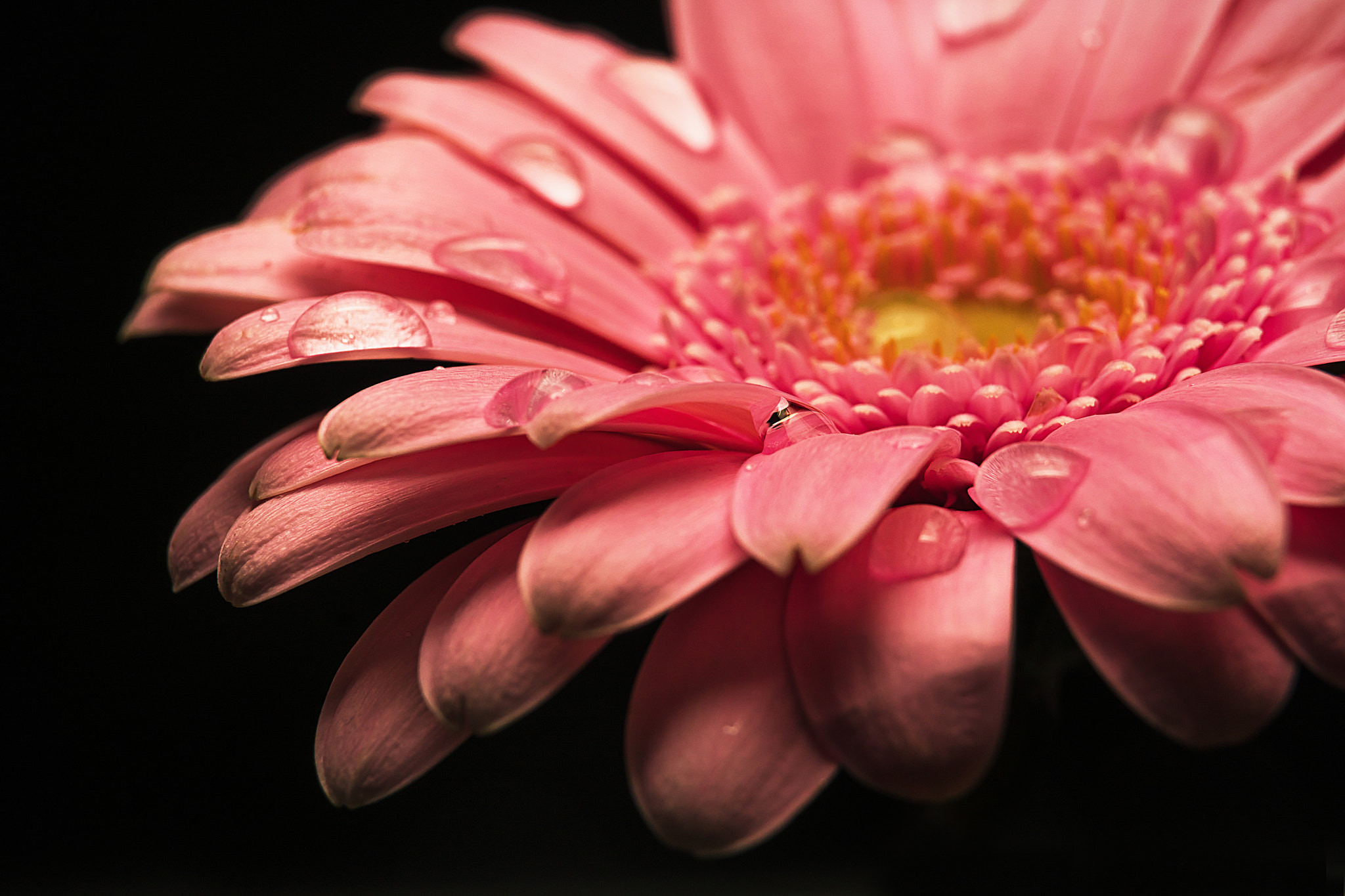 Sony a6300 + Canon EF 24-70mm F4L IS USM sample photo. Pink gerbera photography