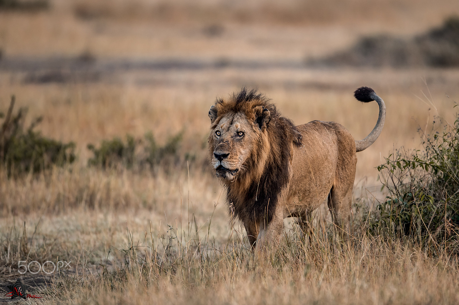 Nikon AF-S Nikkor 600mm F4E FL ED VR sample photo. Lion king - territory marking! photography