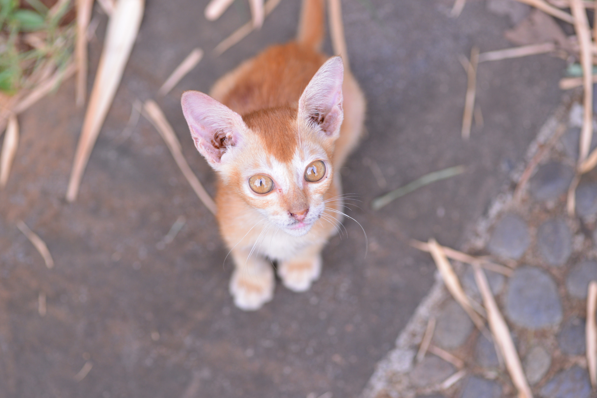Nikon D600 sample photo