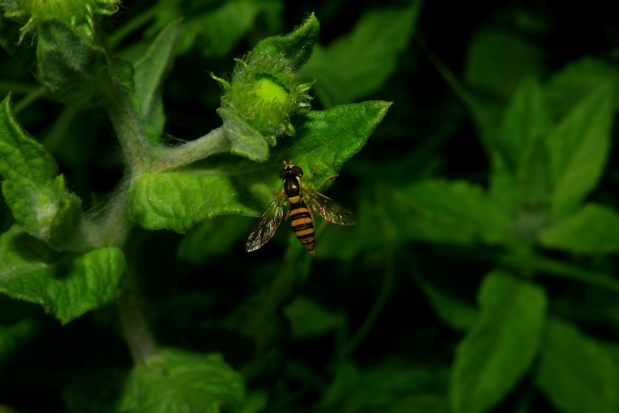Canon EF 28-80mm f/3.5-5.6 sample photo. Bee photography