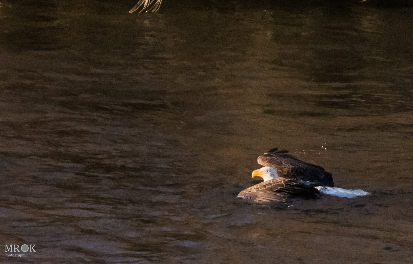 Canon EF 70-200mm F4L USM sample photo. Eva2 photography