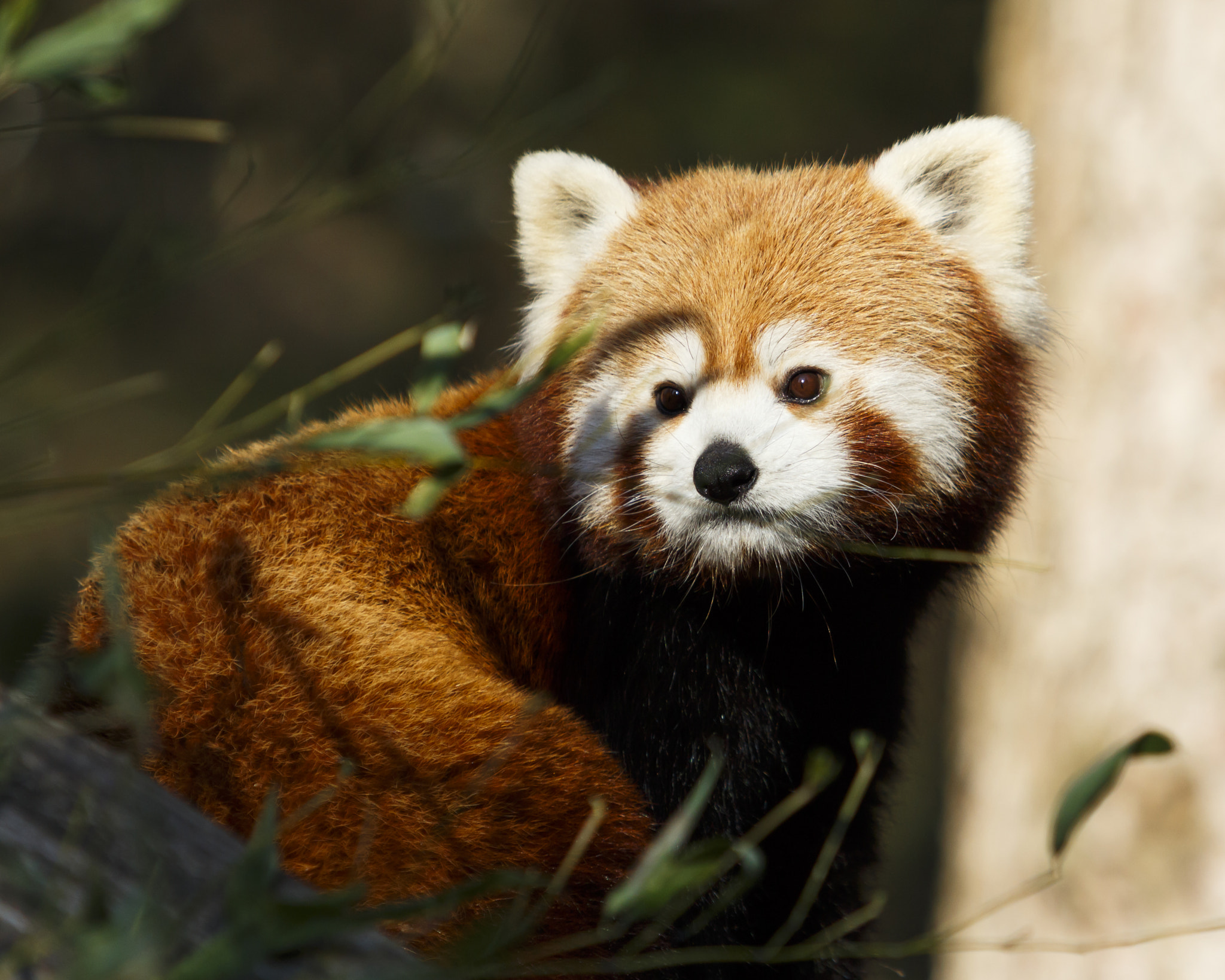 Canon EF 70-200mm F2.8L USM sample photo. Red panda photography