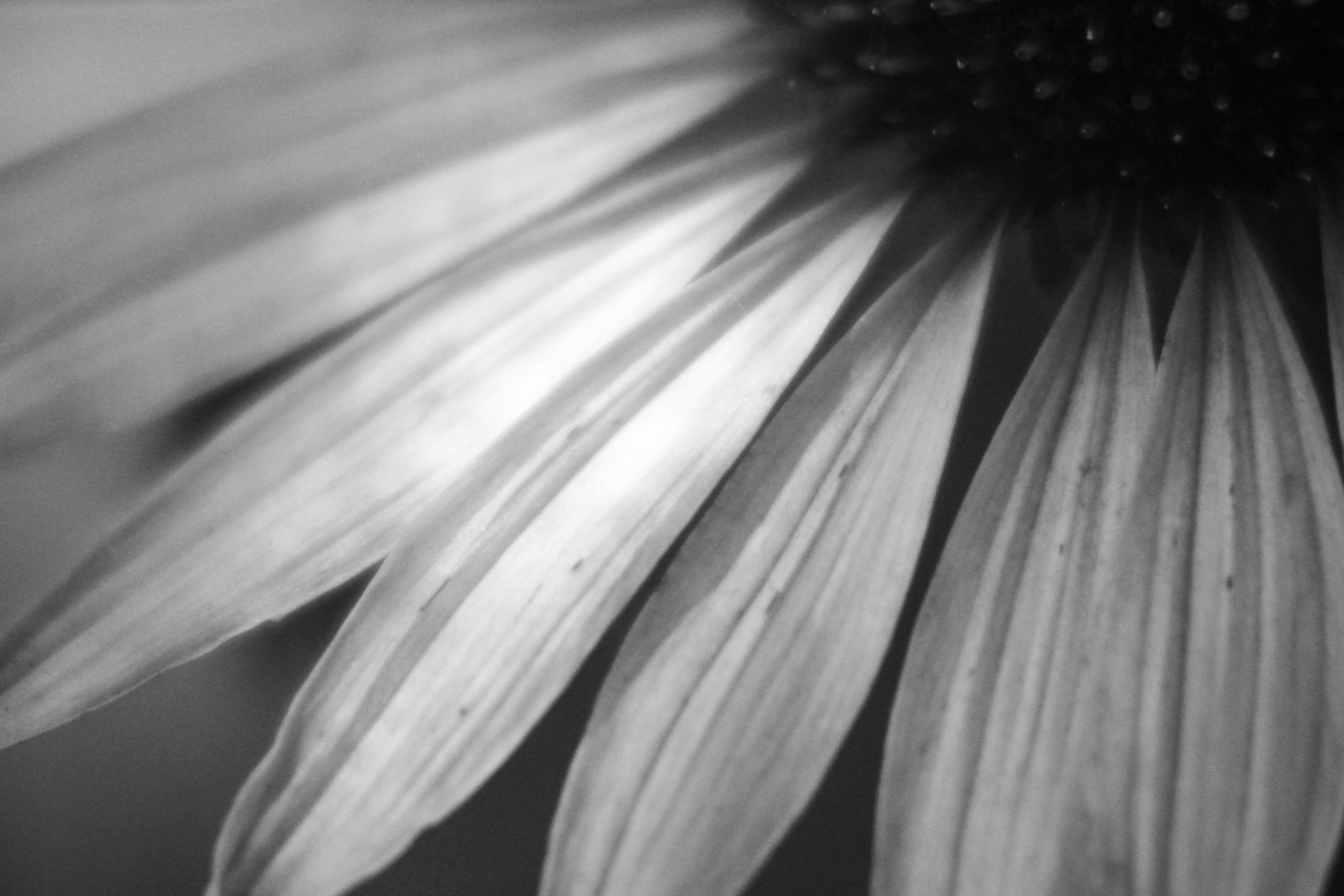 Canon EOS 550D (EOS Rebel T2i / EOS Kiss X4) sample photo. Coneflower photography