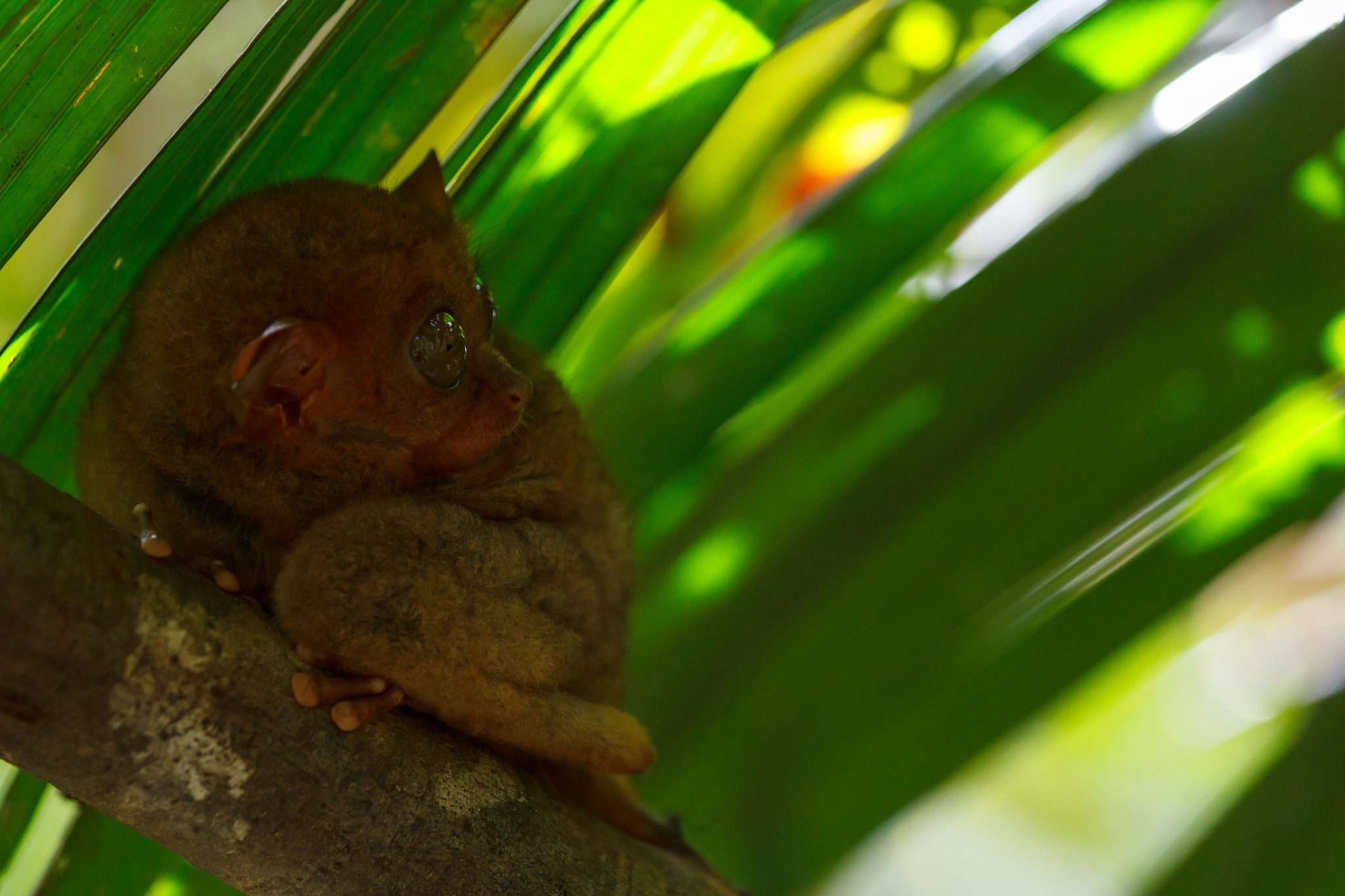 Canon EOS 60D + Canon EF 70-200mm F4L IS USM sample photo. Tarsier photography