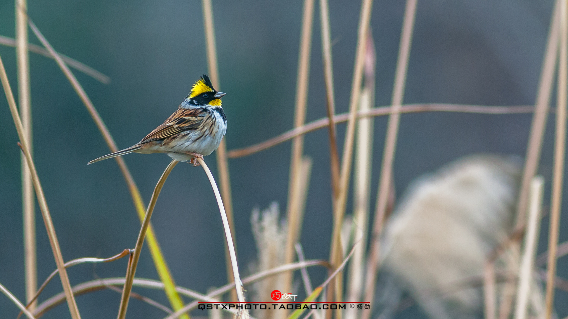 Canon EF 400mm F5.6L USM sample photo. 黄颊山雀 photography