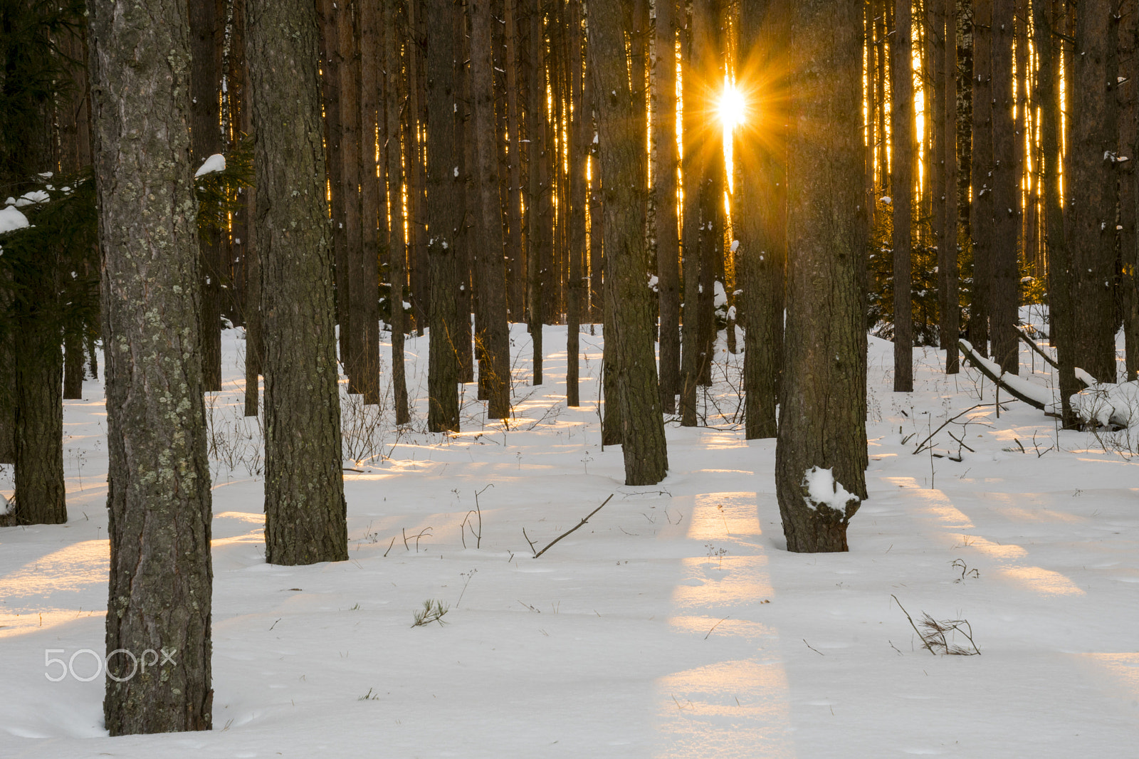 Tamron 16-300mm F3.5-6.3 Di II VC PZD Macro sample photo. Sunset in winter forest photography