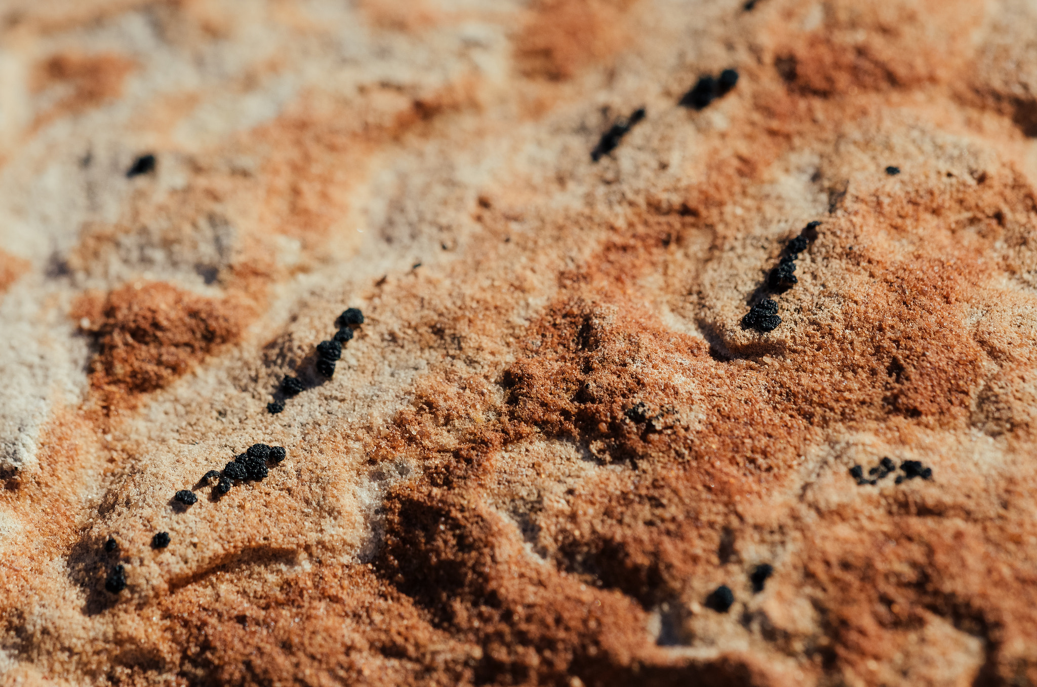 Nikon D7000 + Sigma 150mm F2.8 EX DG Macro HSM sample photo. Rock surface photography