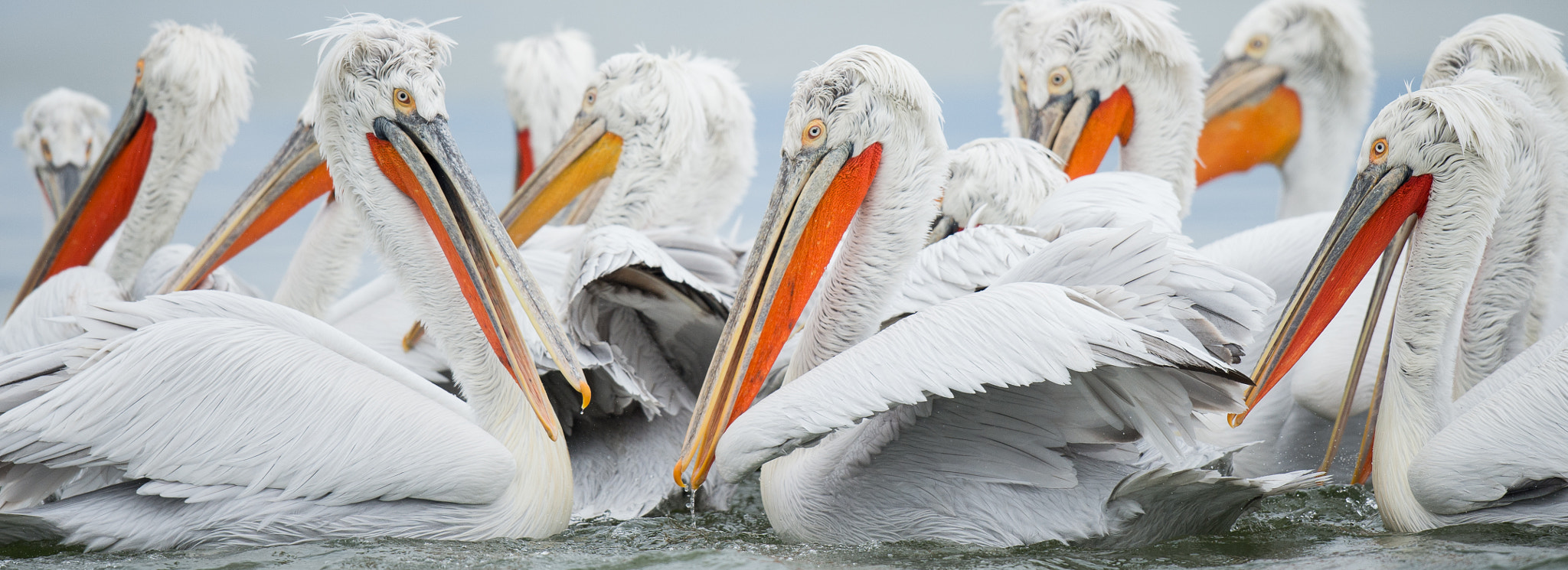 Nikon D4 sample photo. Kroeskoppelikaan - dalmatian pelican photography