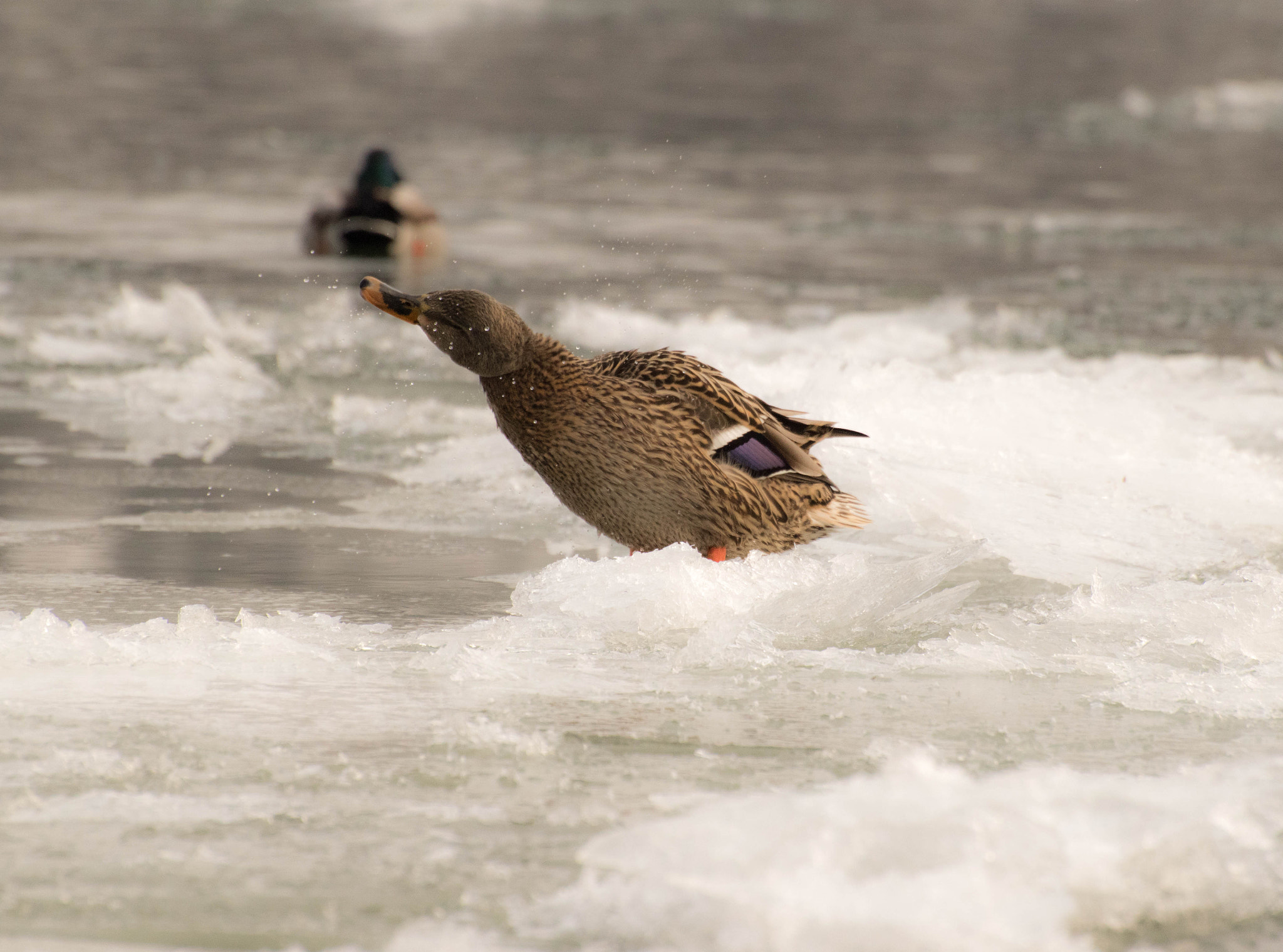 Nikon D5500 sample photo. Brr .. i'm cold photography