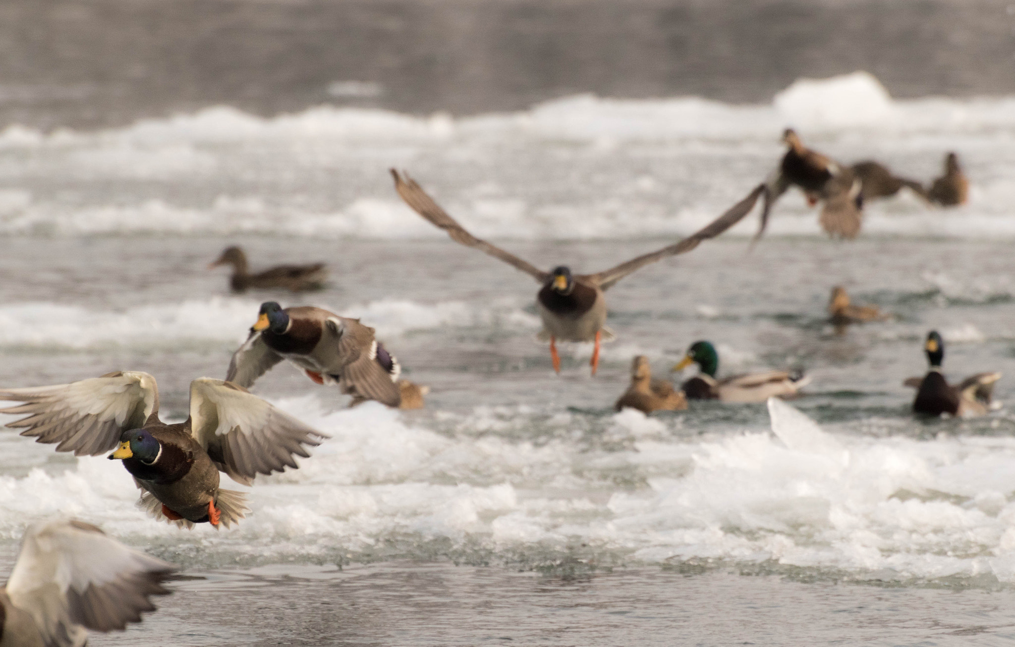 Nikon D5500 sample photo. Action photography