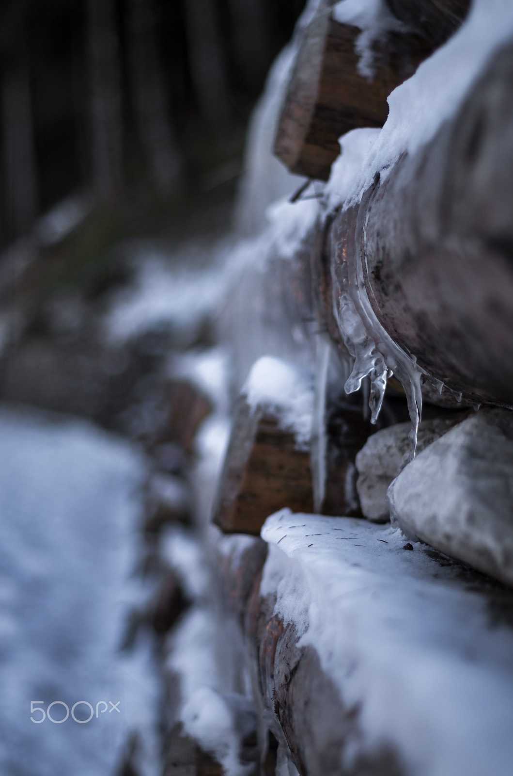 Pentax K-50 + A Series Lens sample photo. Frozen nature photography