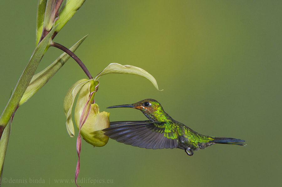 Nikon D3S sample photo. Green-crowned brillant and ladyslipper photography