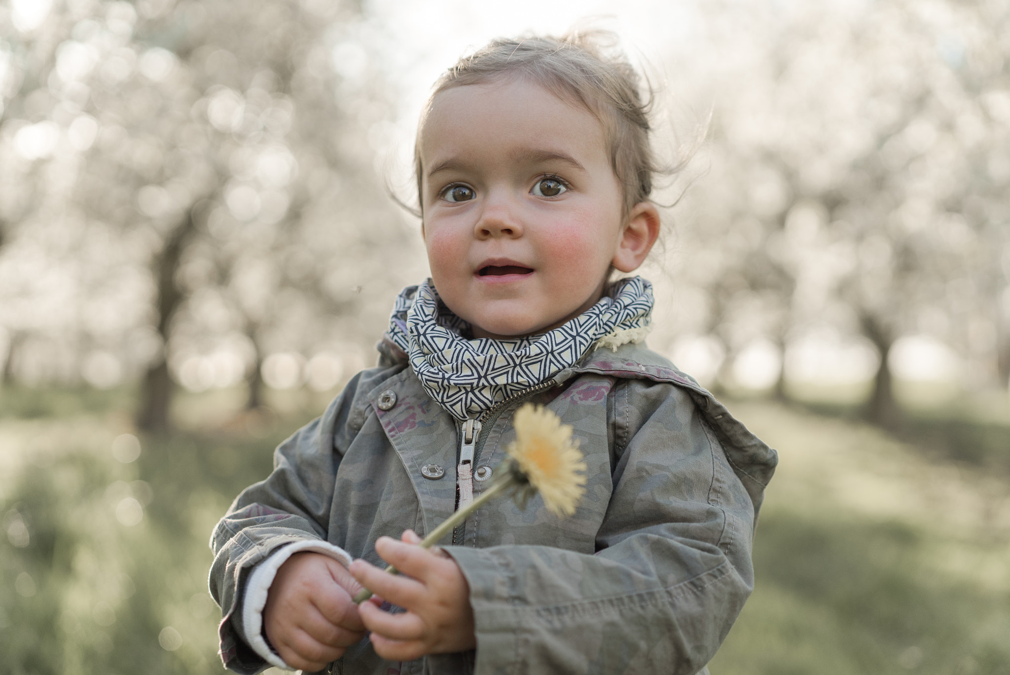 Sony a7S + Sony Sonnar T* FE 55mm F1.8 ZA sample photo. Dandelion photography