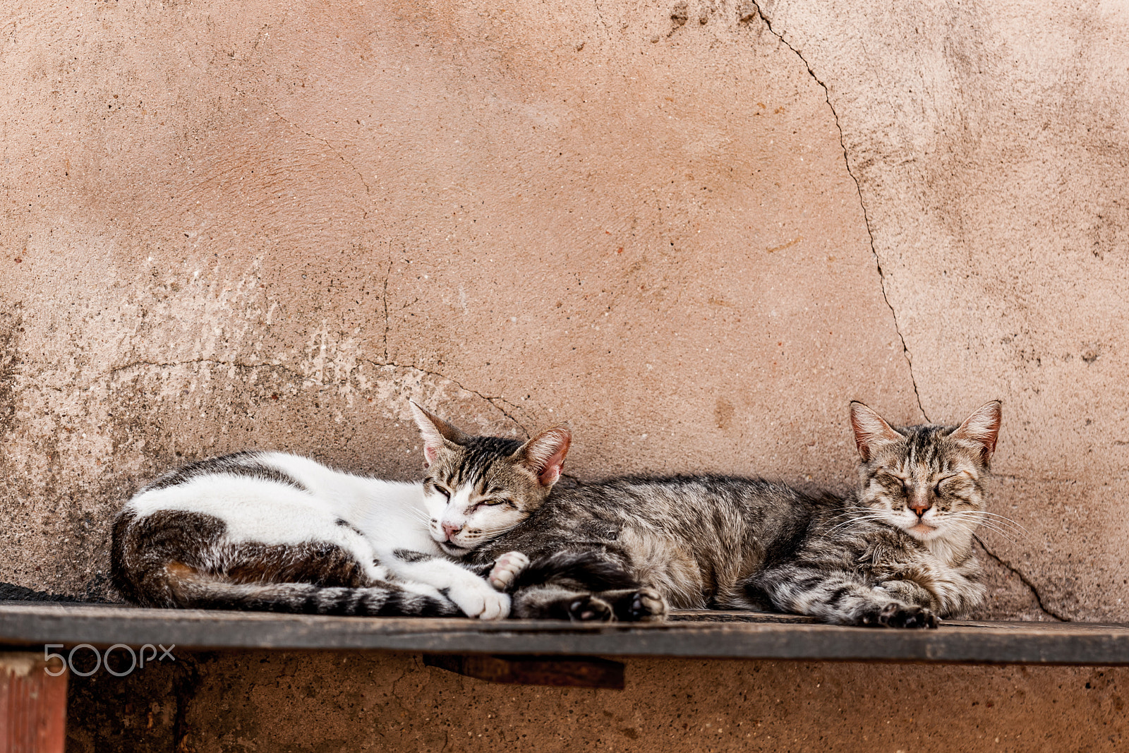 Canon EOS-1Ds Mark III + Canon EF 70-200mm F2.8L USM sample photo. Lazy cats photography