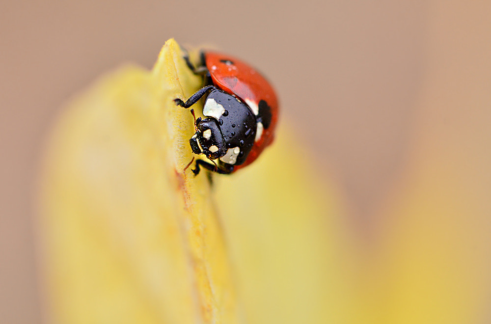 Nikon D7100 + Nikon AF Micro-Nikkor 60mm F2.8D sample photo. Uğur böceği photography