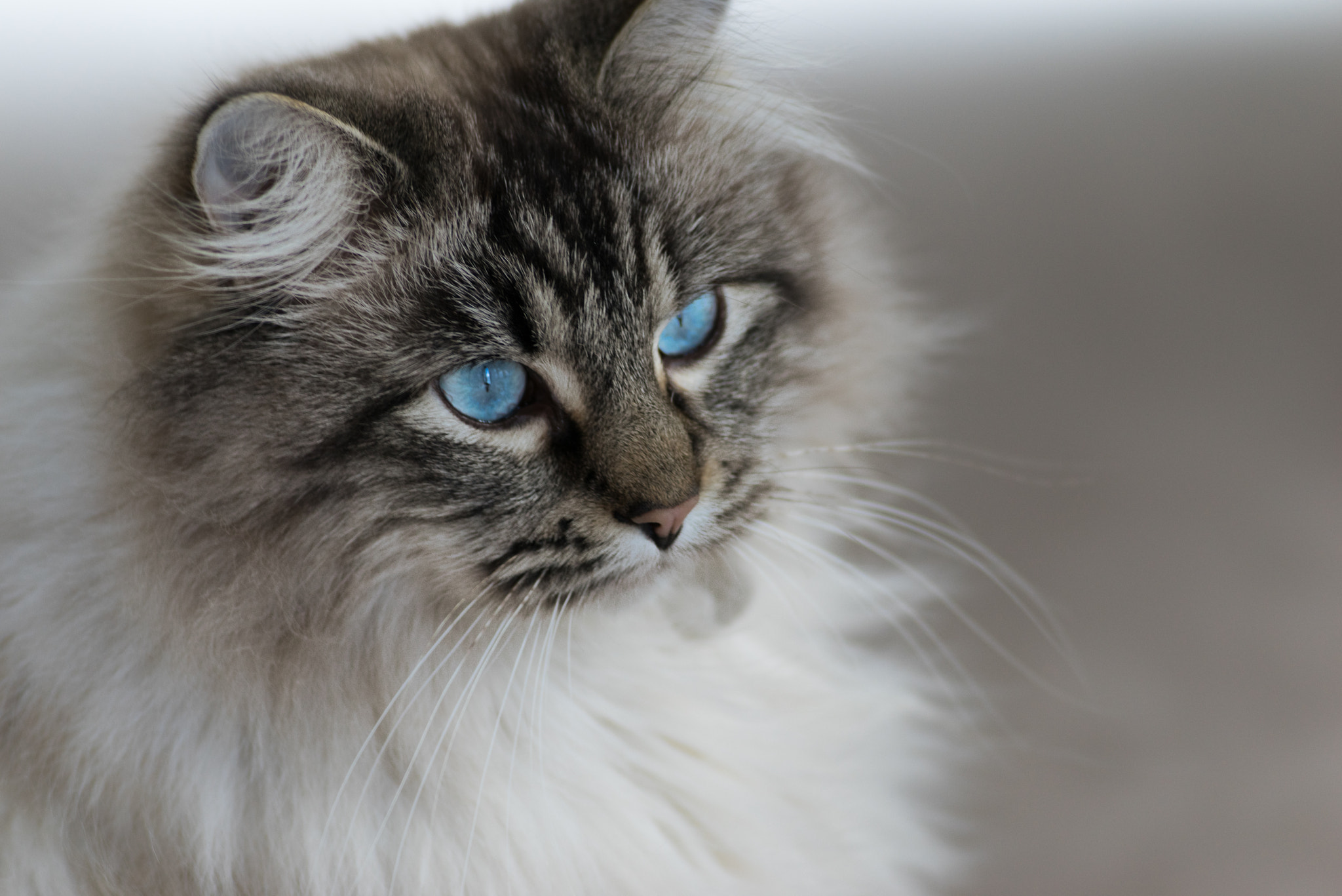 Sony 135mm F2.8 [T4.5] STF sample photo. Cat ii photography