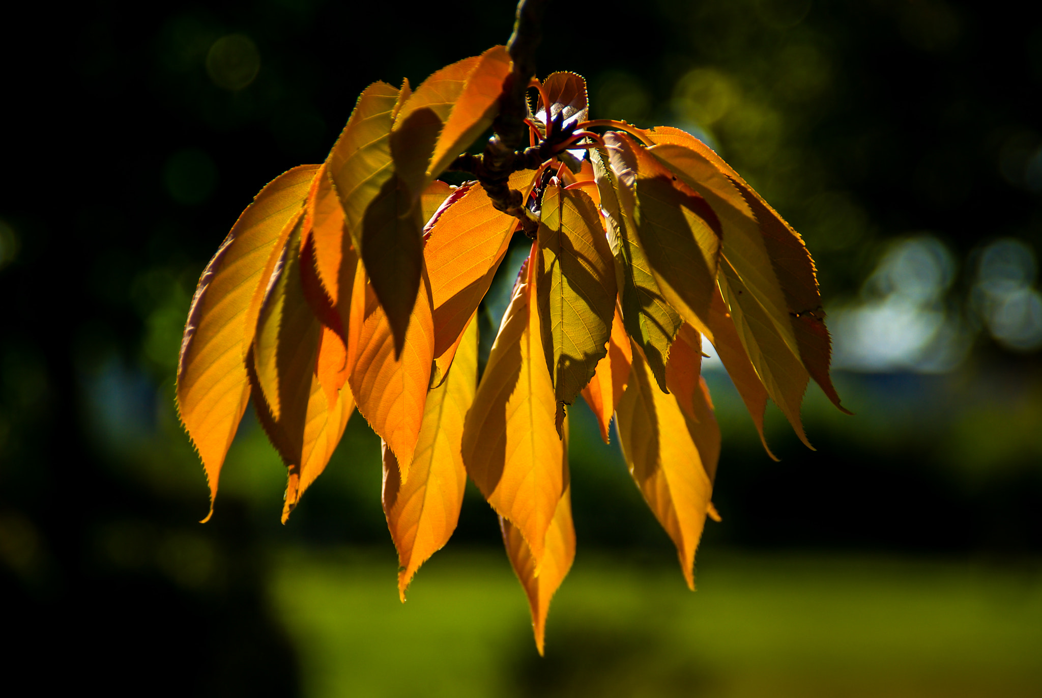 Tamron AF 18-200mm F3.5-6.3 XR Di II LD Aspherical (IF) Macro sample photo. Splendeur d'automne... photography