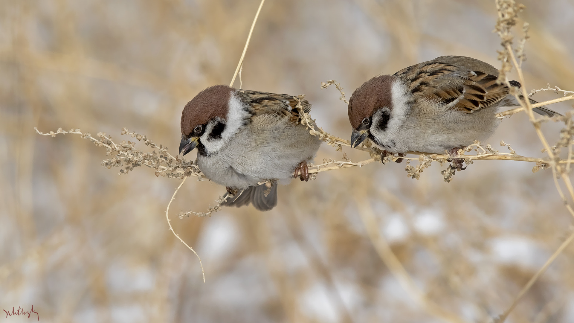 Canon EF 300mm F2.8L IS USM sample photo. Ağaç serçesi (passer montanus), eurasian tree sparrow photography