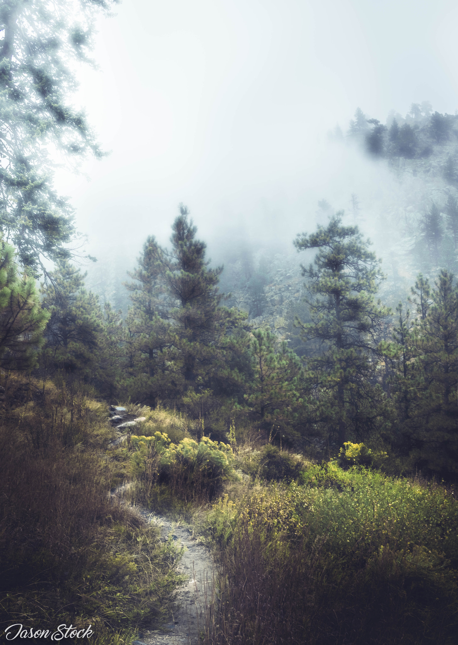 Canon EF-S 24mm F2.8 STM sample photo. A walk through the fog captured through a dream.  photography