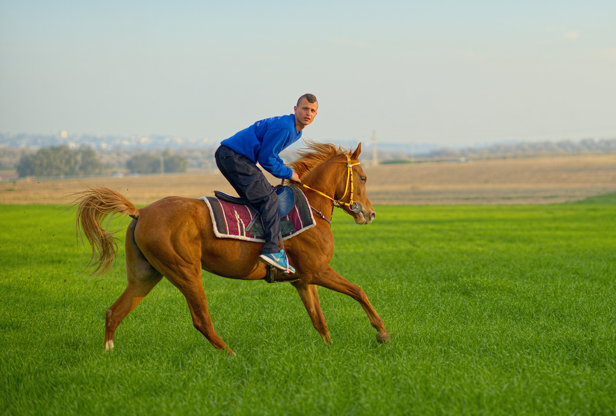 Nikon D800E + Nikon AF-S Nikkor 85mm F1.4G sample photo. Horse photography