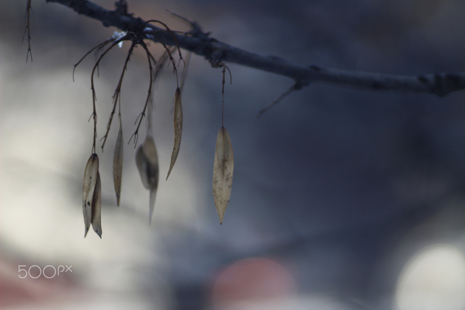 Canon EF 35-80mm f/4-5.6 sample photo. Winter leaves  photography