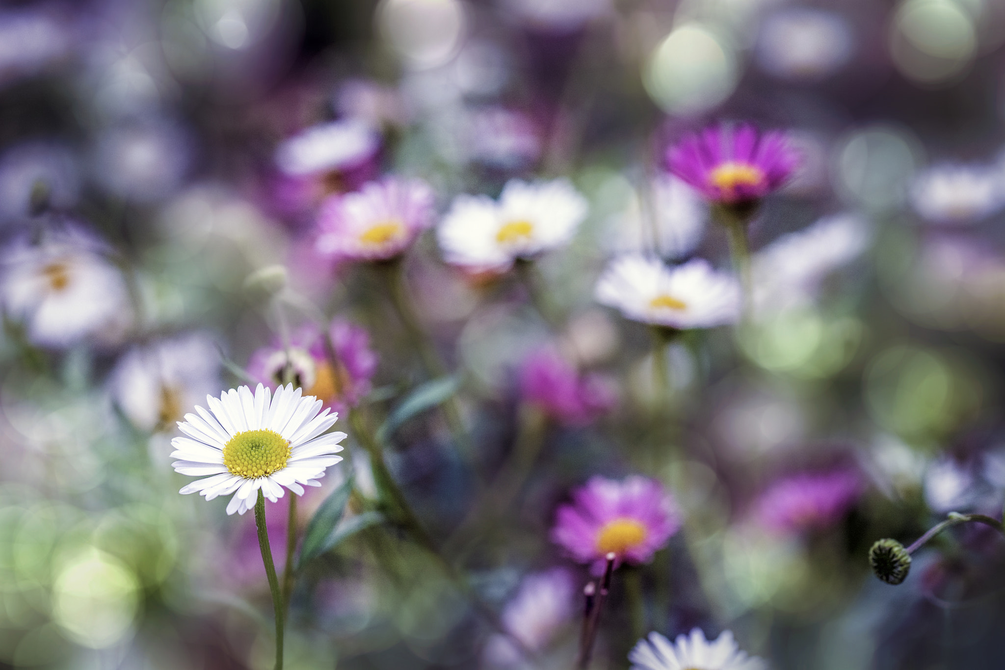 Sigma 105mm F2.8 EX DG OS HSM sample photo. Springtime memories 4 photography