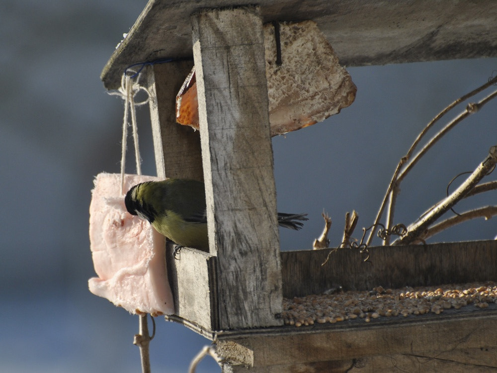 Nikon D3000 sample photo. Sikorka photography