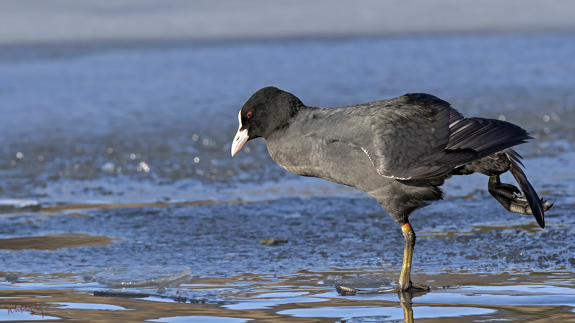 Canon EF 300mm F2.8L IS USM sample photo. Sakarmeke (fulica atra), eurasian coot photography