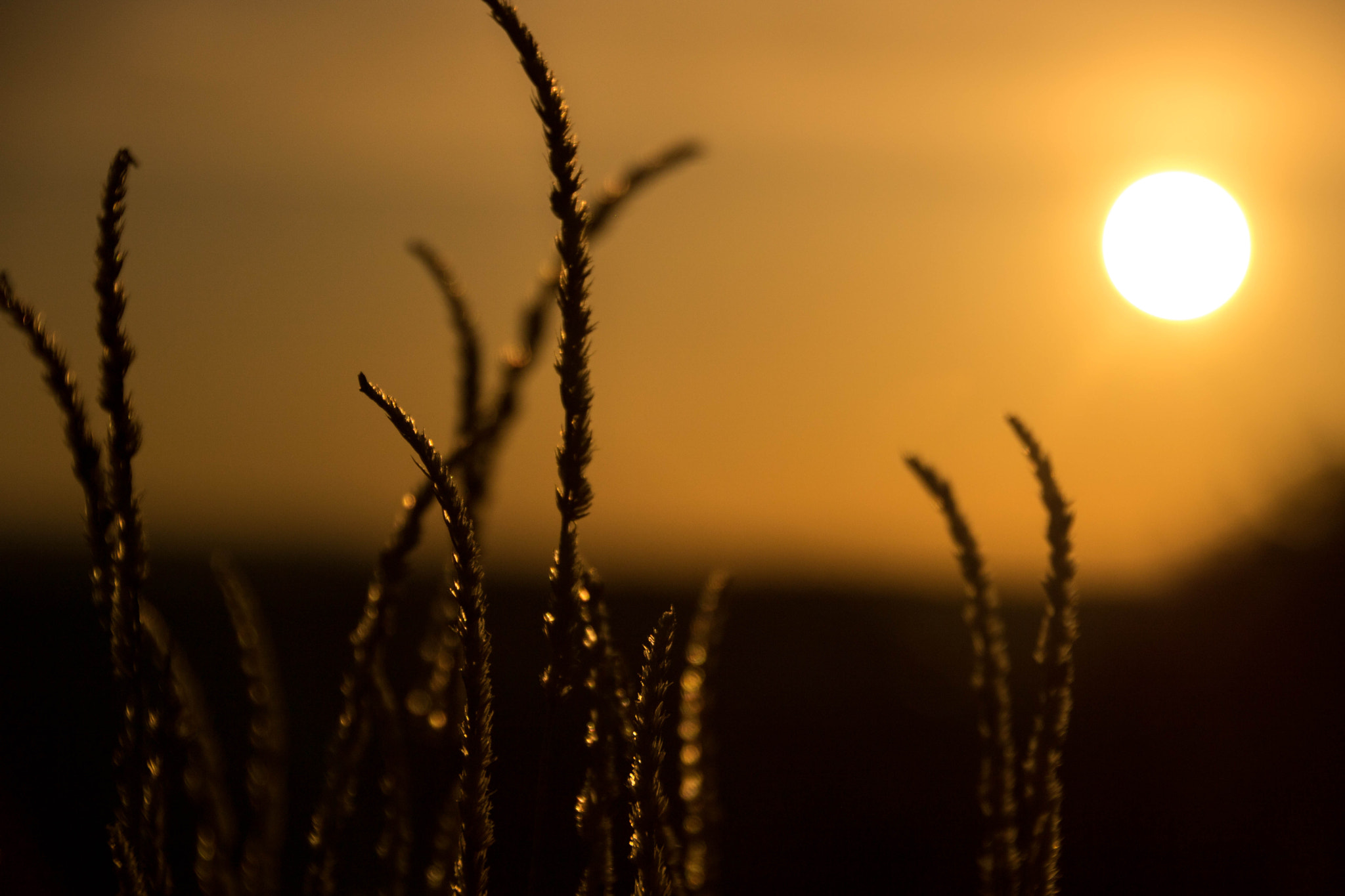 Canon EOS 750D (EOS Rebel T6i / EOS Kiss X8i) sample photo. Golden nature photography