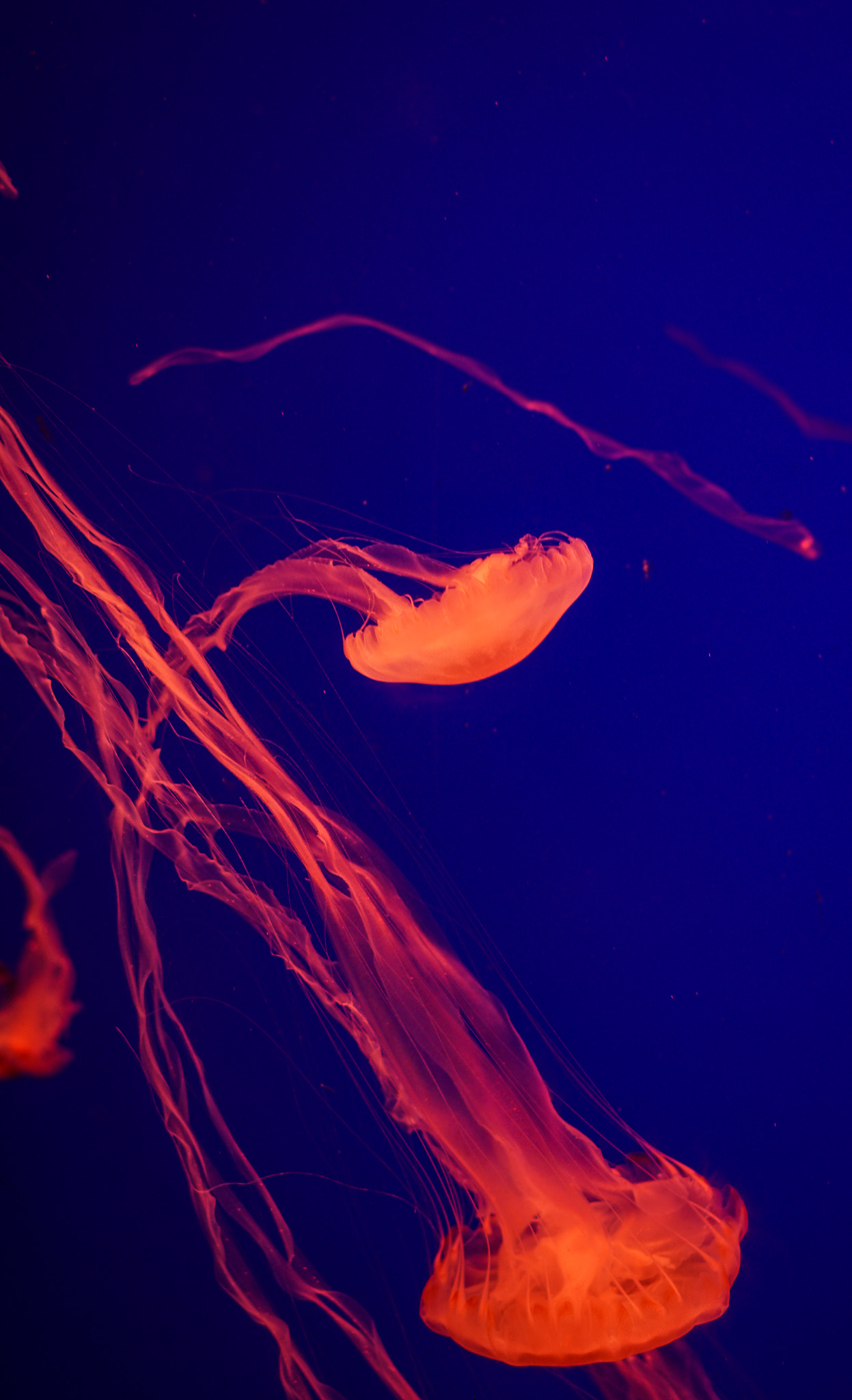 Sony a6300 + Sony Sonnar T* FE 55mm F1.8 ZA sample photo. Jellyfish photography