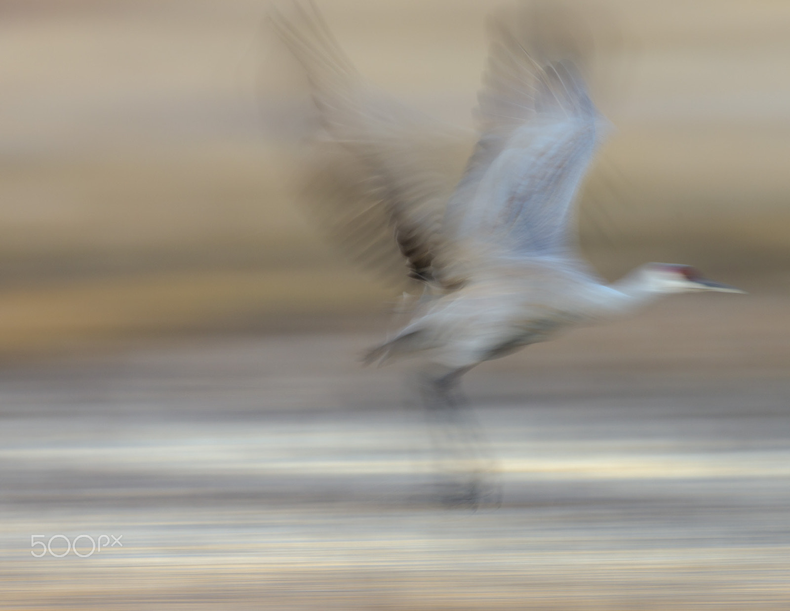 Canon EF 600mm F4L IS II USM sample photo. 05 2b2 42138 photography