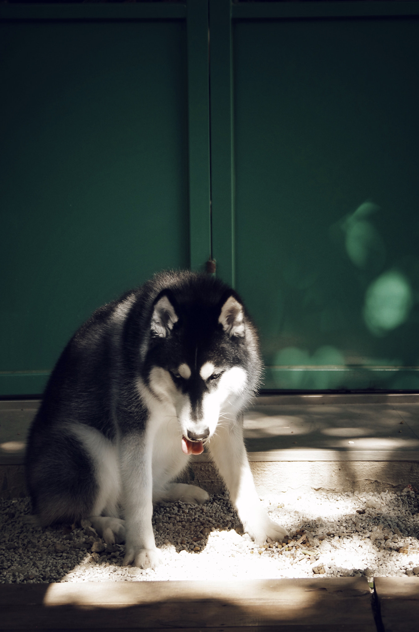 Pentax smc DA 50-200mm F4-5.6 ED WR sample photo. Husky photography