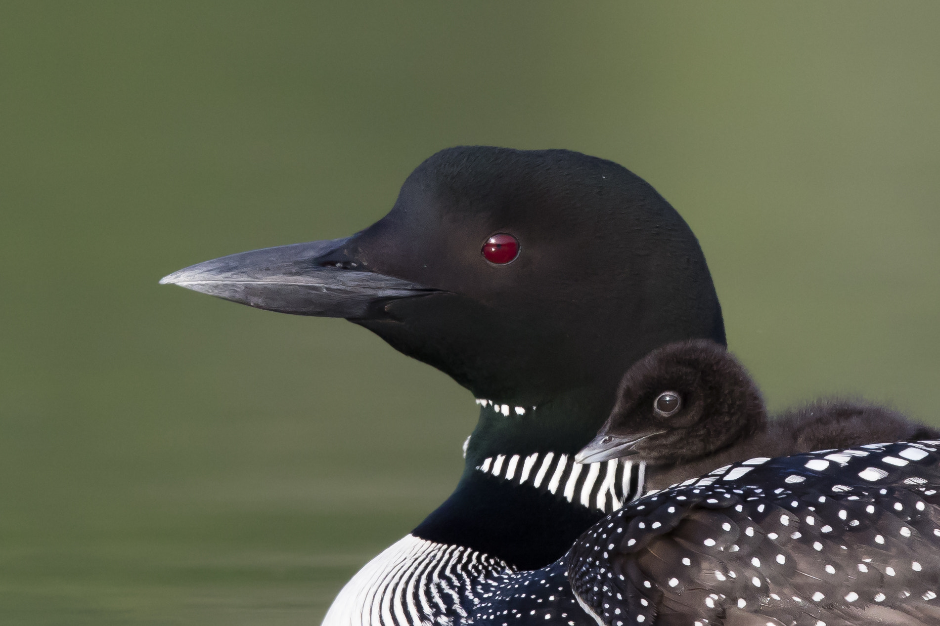 Canon EOS 5DS R + Canon EF 600mm F4L IS II USM sample photo. Common loon - on dad's back photography