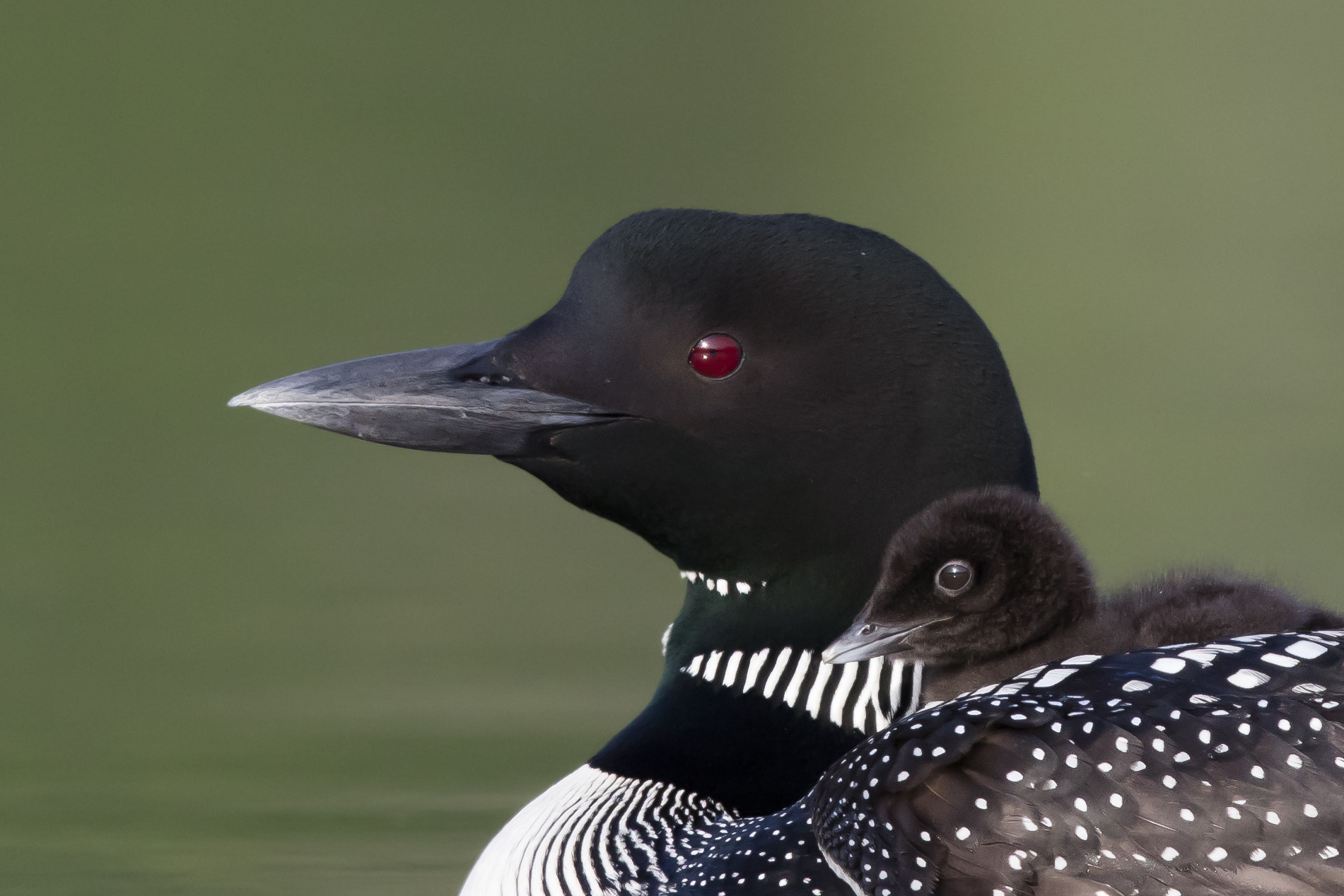 Canon EF 600mm F4L IS II USM sample photo. Common loon - on dad's back photography